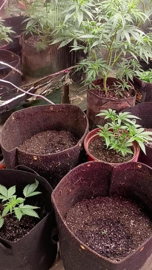 Seedsupreme and Bulldog, Freakshow Fem.