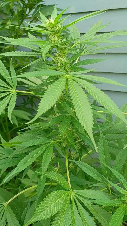 Greasy Monkey Outdoors