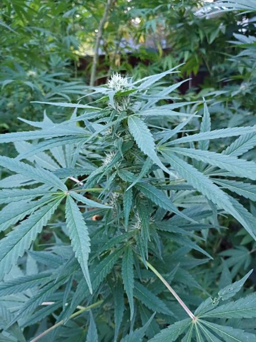 Greasy Monkey Outdoors. Week 12