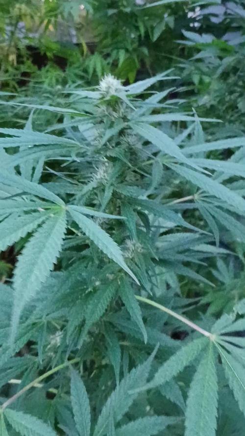 Greasy Monkey Outdoors