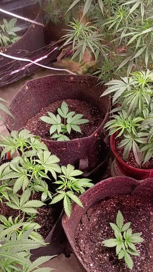 Seedsupreme and Bulldog, Freakshow Fem.
