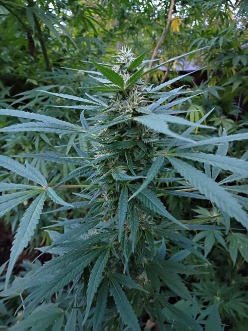 Greasy Monkey Outdoors. Week 13 - Grease Monkey Looking Like her gorgeous self!!!!Lime green.