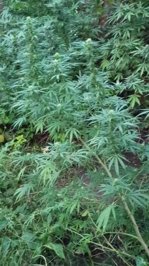 Greasy Monkey Outdoors