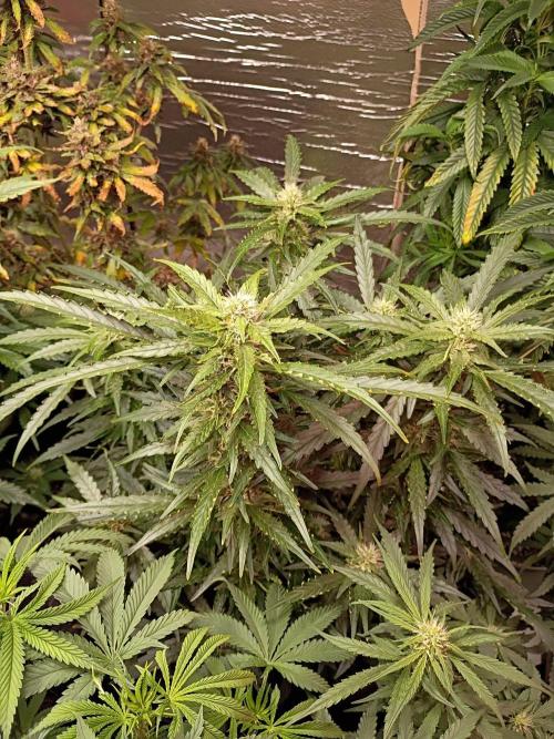 Seedsupreme and Bulldog, Freakshow Fem.. Week 4