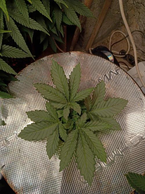 Seedsupreme and Bulldog, Freakshow Fem.. Week 4 - Freakshow Fem!!!!!