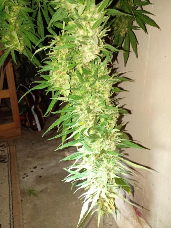 Greasy Monkey Outdoors. Week 14 - Amazing aroma neon green with nice size buds!!!!
