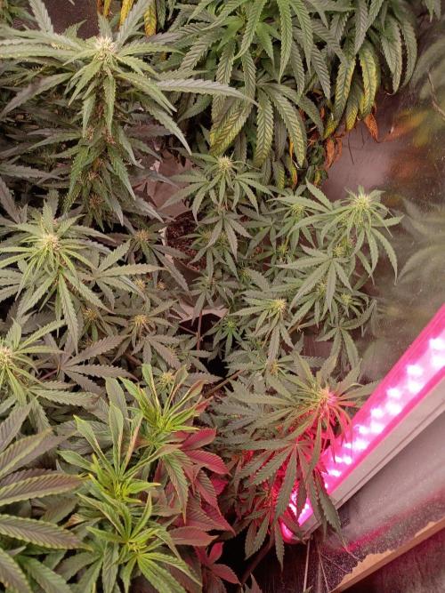 Seedsupreme and Bulldog, Freakshow Fem.. Week 6 - Hubba Bubba Haze Auto!!! Finally starting to get her color.