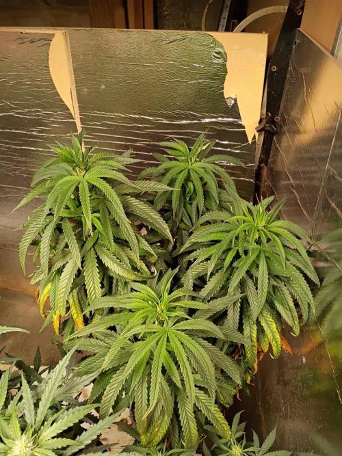 Seedsupreme and Bulldog, Freakshow Fem.. Week 6 - Greasy Monkey Limited Edition From Seedsupreme And Bulldog!!!!