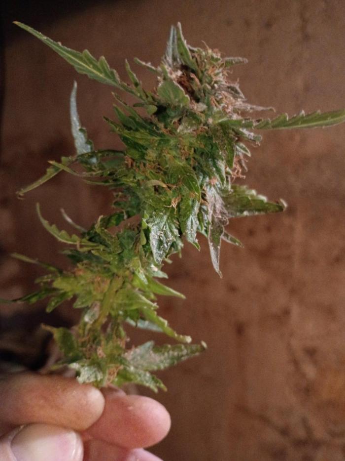 Greasy Monkey Outdoors. Week 14