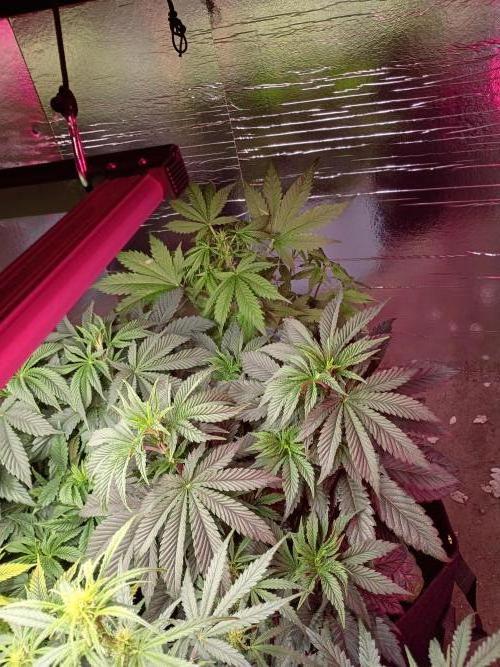 420 Auto. Week 7