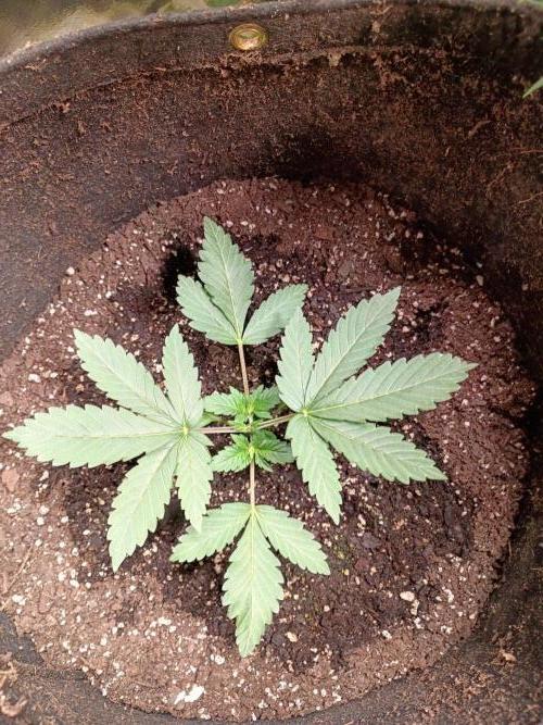 Seedsupreme and Bulldog, Freakshow Fem.. Week 3 - Freakshow Fem.,Starting to get her bud branches, very unique looking leaves.