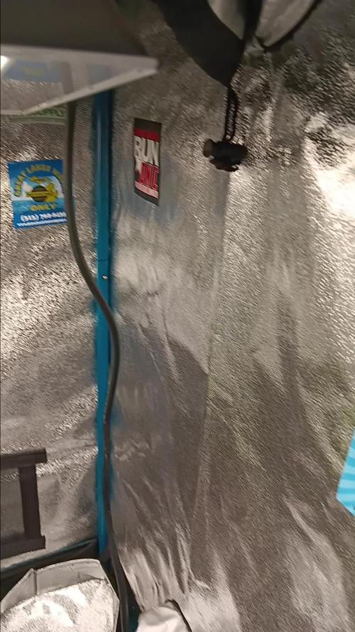 Canuck Seeds Indoor Veg, Outdoor 2025