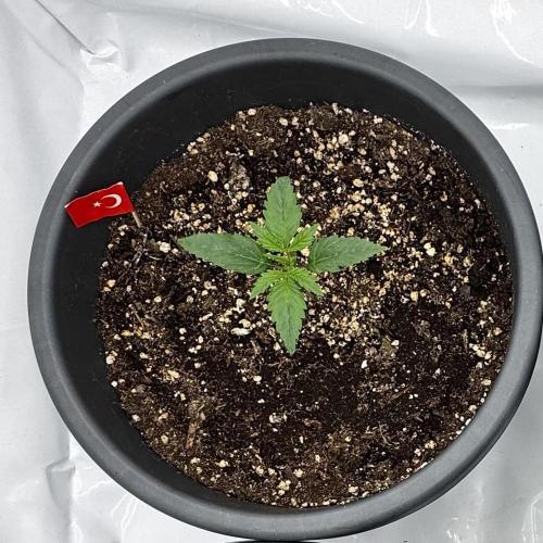 Apple Fritter Automatic. Week 2