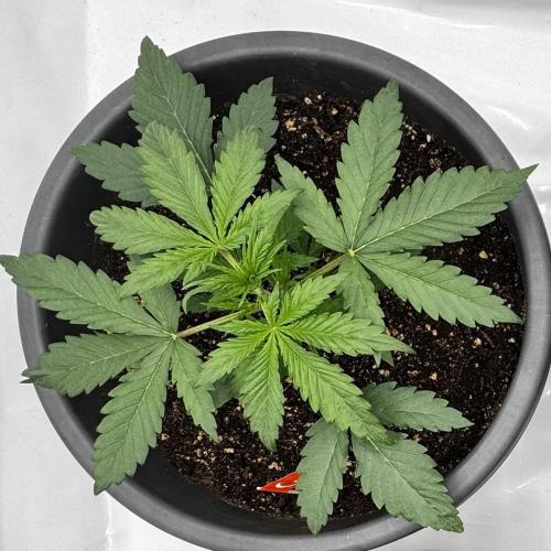 Apple Fritter Automatic. Week 2
