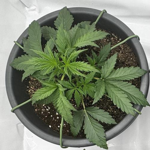 Apple Fritter Automatic. Week 3