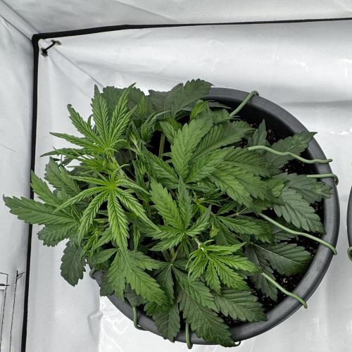 Apple Fritter Automatic. Week 3