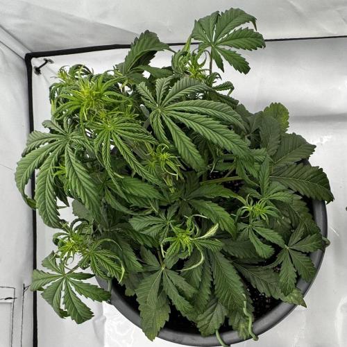 Apple Fritter Automatic. Week 3