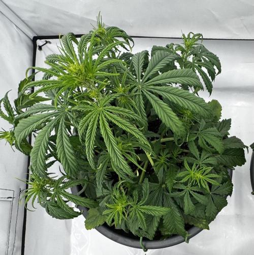 Apple Fritter Automatic. Week 4