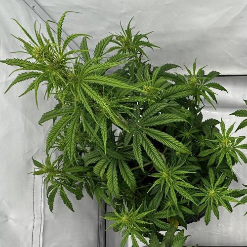 Apple Fritter Automatic. Week 4