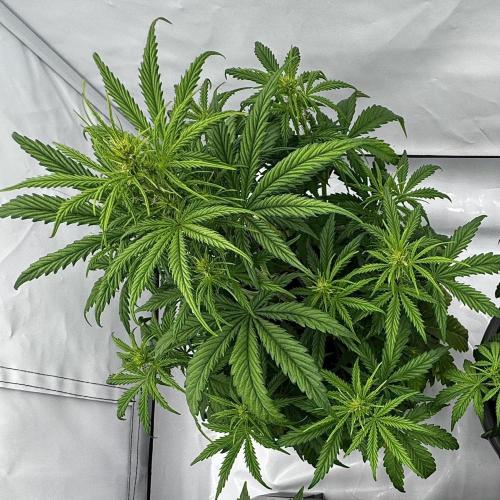 Apple Fritter Automatic. Week 4