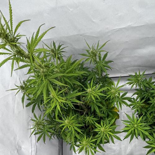 Apple Fritter Automatic. Week 5