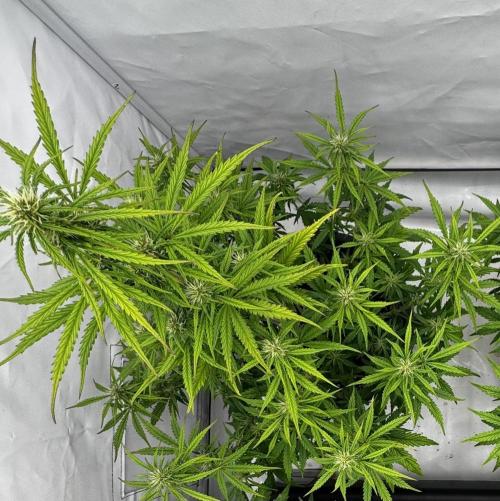 Apple Fritter Automatic. Week 5