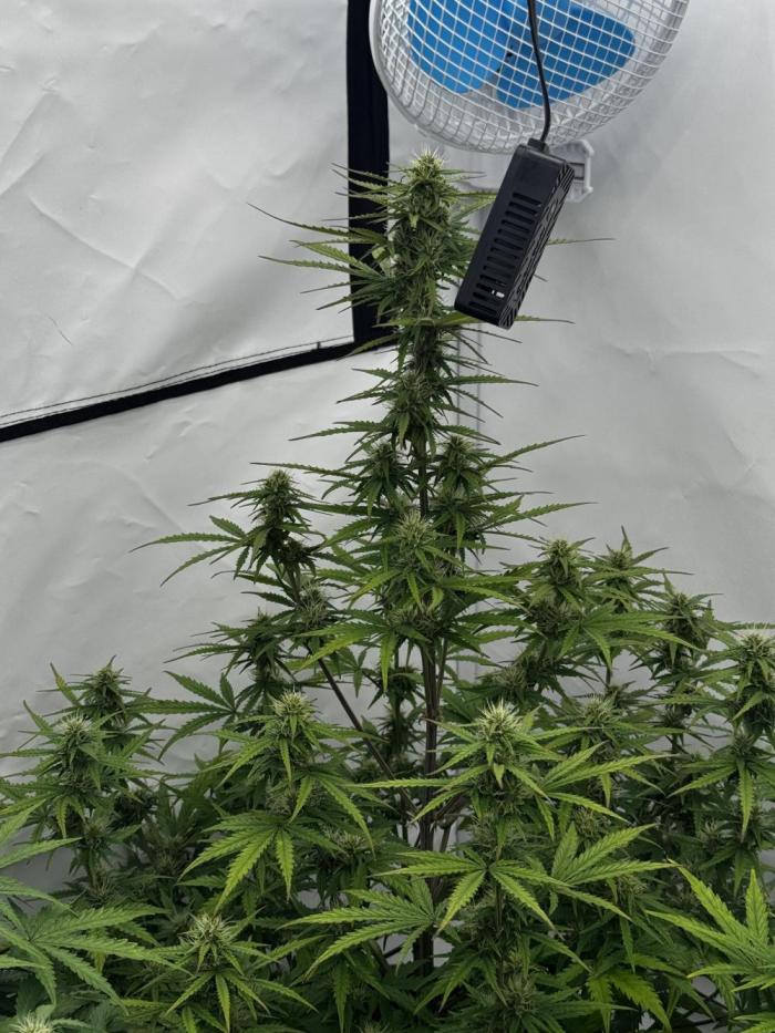 Apple Fritter Automatic. Week 6