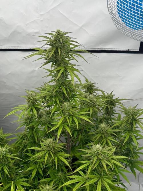 Apple Fritter Automatic. Week 7