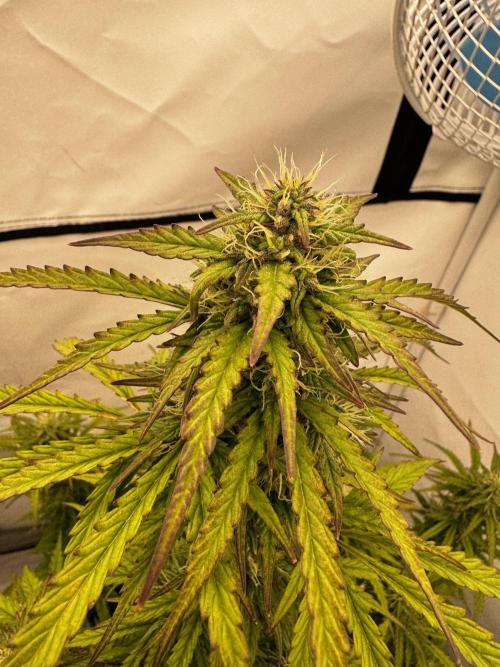 Apple Fritter Automatic. Week 7