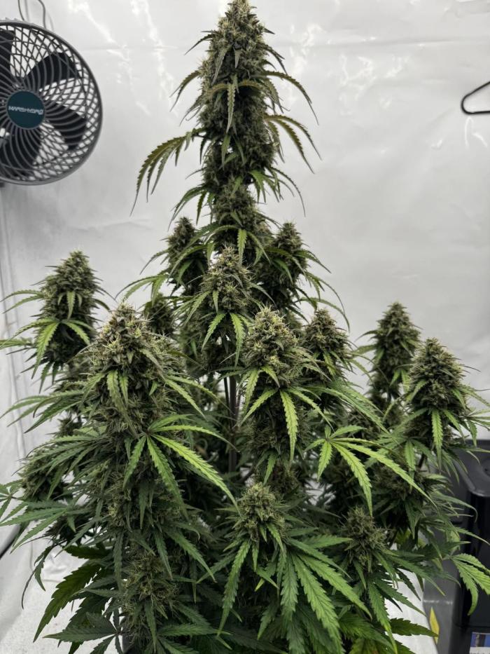 Apple Fritter Automatic. Week 8