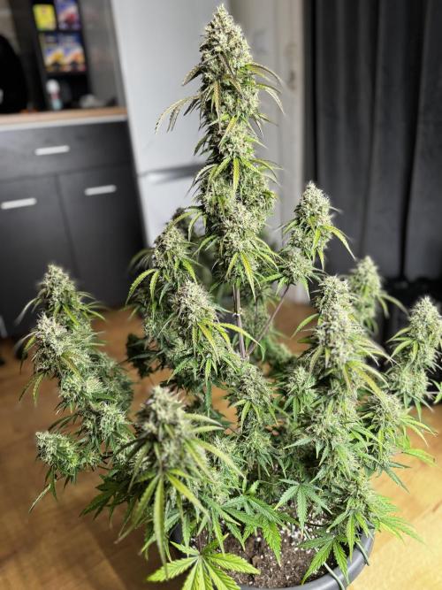 Apple Fritter Automatic. Week 9
