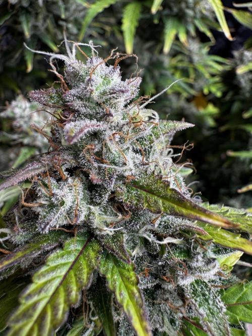 Apple Fritter Automatic. Week 9