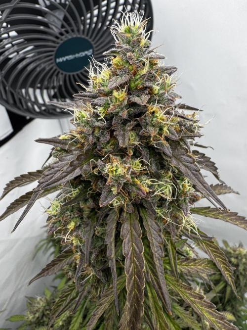 Apple Fritter Automatic. Week 10