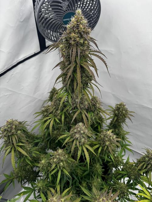 Apple Fritter Automatic. Week 10