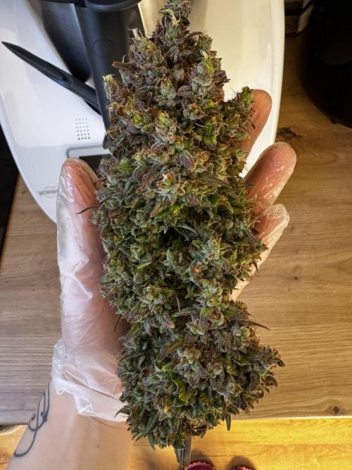 Apple Fritter Automatic. Week 11