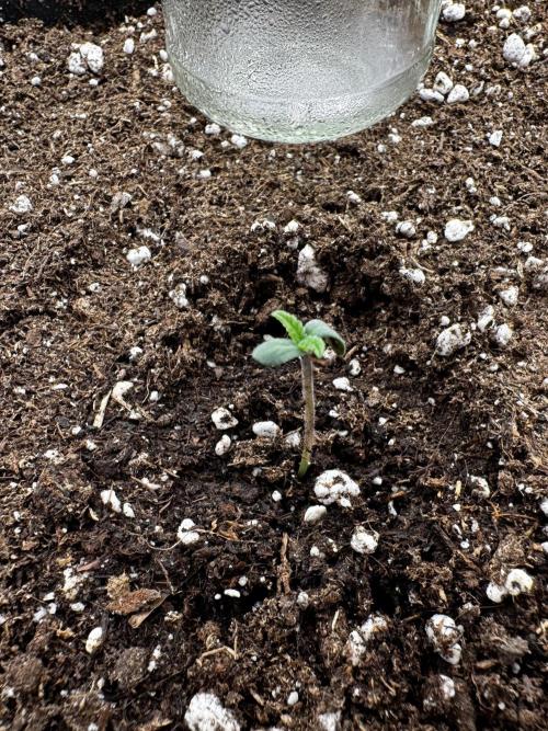 Mission FastBuds. Week 1