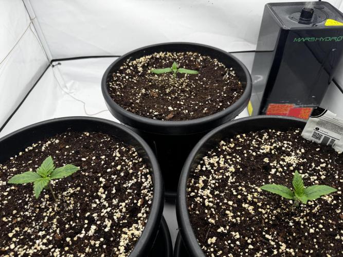 Mission FastBuds. Week 2