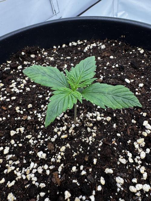 Mission FastBuds. Week 2
