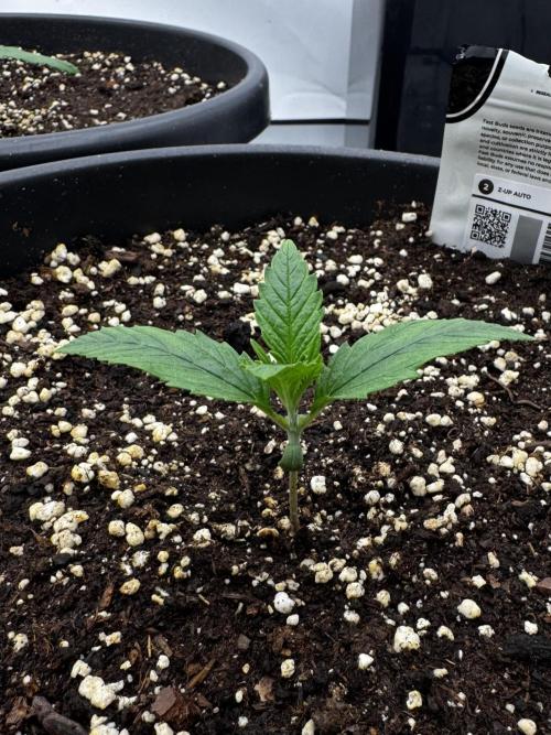 Mission FastBuds. Week 2