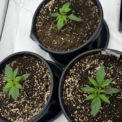 Mission FastBuds. Week 2