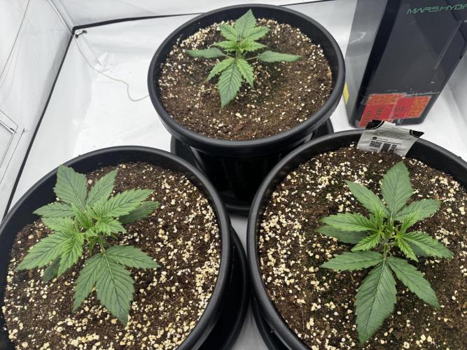 Mission FastBuds. Week 3