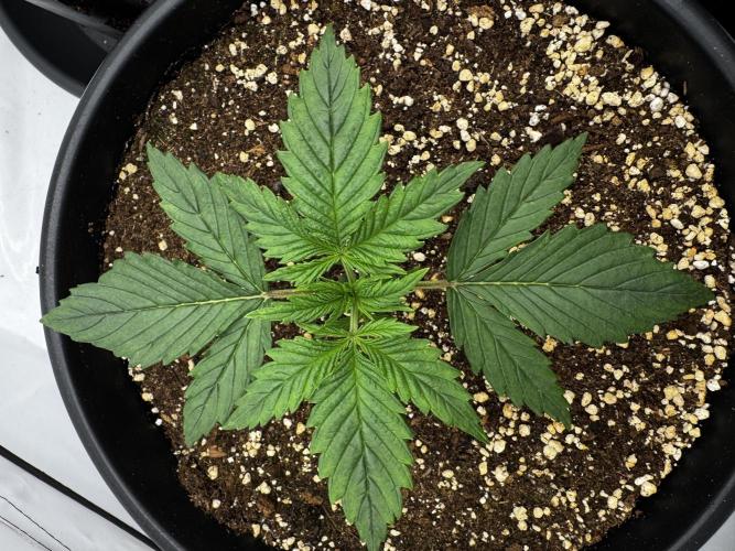 Mission FastBuds. Week 3