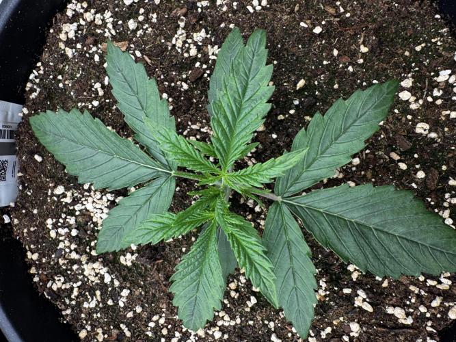 Mission FastBuds. Week 3