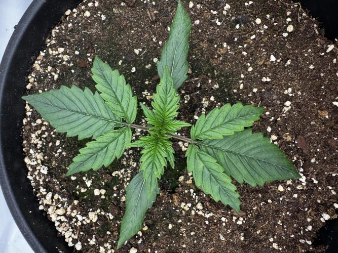 Mission FastBuds. Week 3