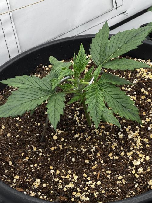 Mission FastBuds. Week 3