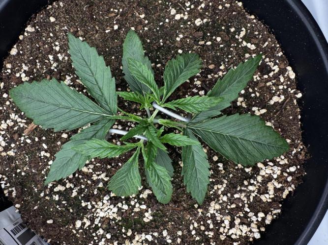 Mission FastBuds. Week 3