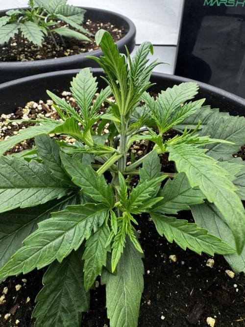 Mission FastBuds. Week 3