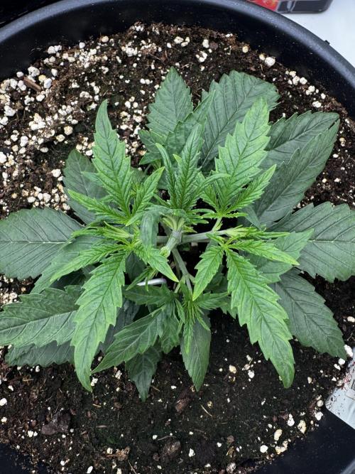 Mission FastBuds. Week 3