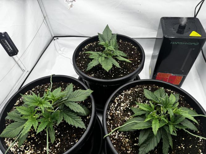 Mission FastBuds. Week 3