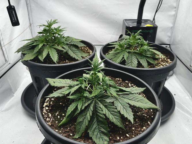Mission FastBuds. Week 3